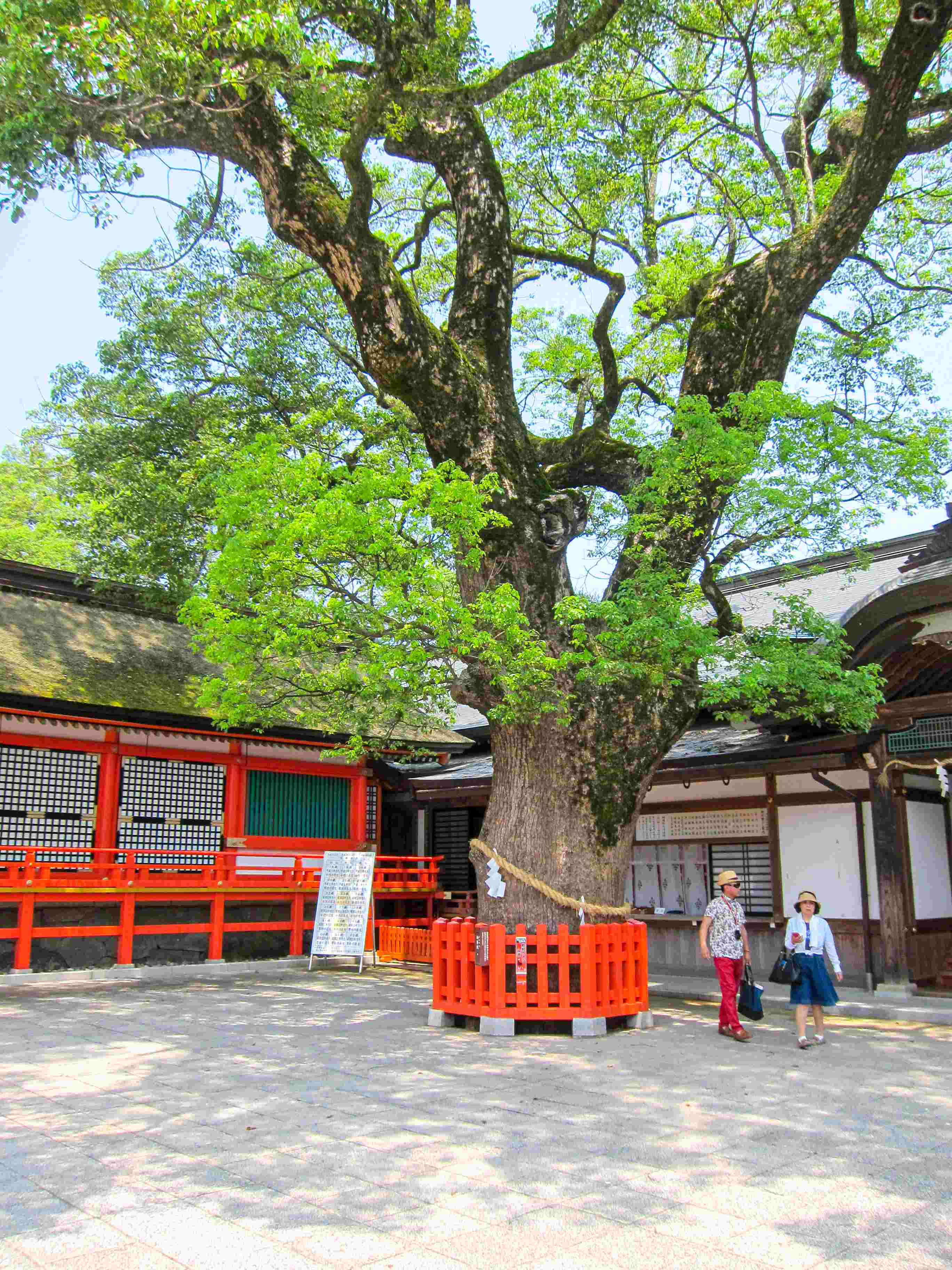 A closer up shot of the tree. Indeed a neat attraction especially for a sacred place like this.