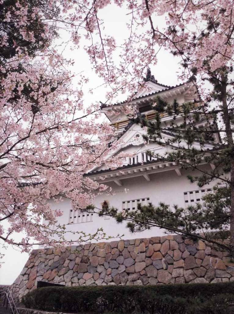 A scene of Kitsuki Castle filled with cherry blossoms during spring.