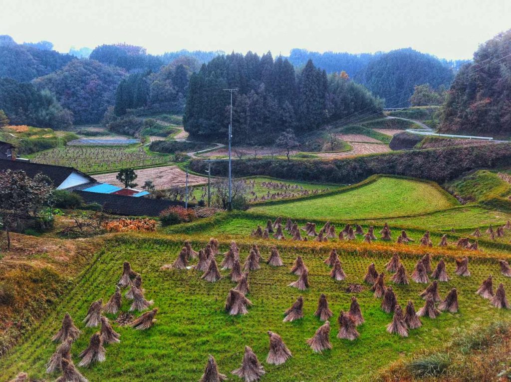 A lovely scenery of a farm in Asaji, Bungoono