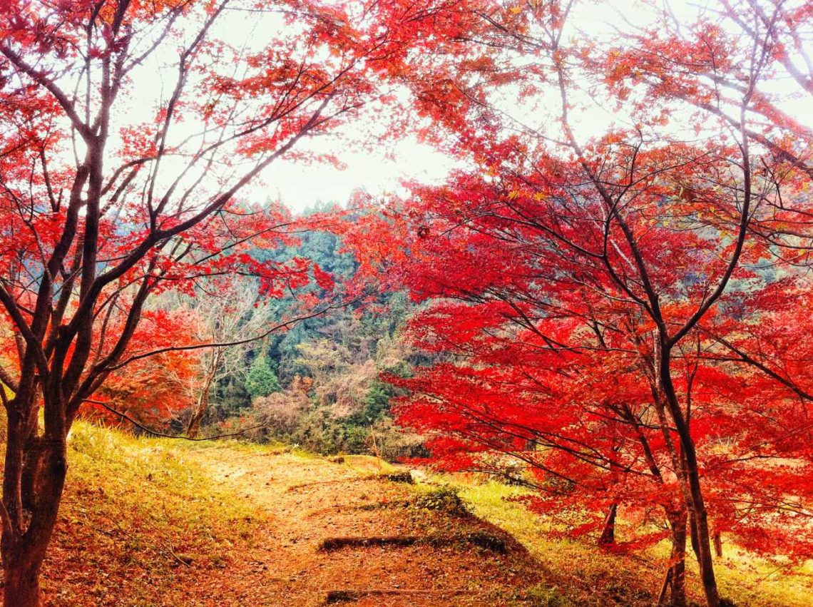 An autumn scenery in Bungoono