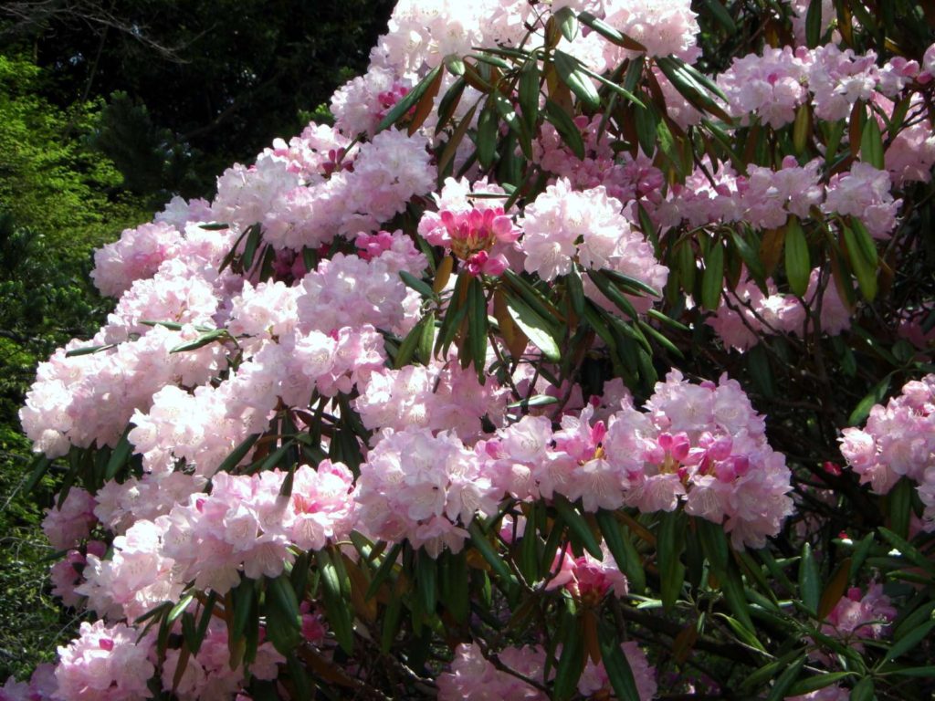 Flowers in Jinkakuji in Bungoono