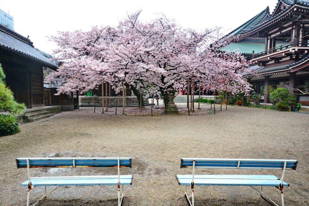 Tochoji Cherry Blossom