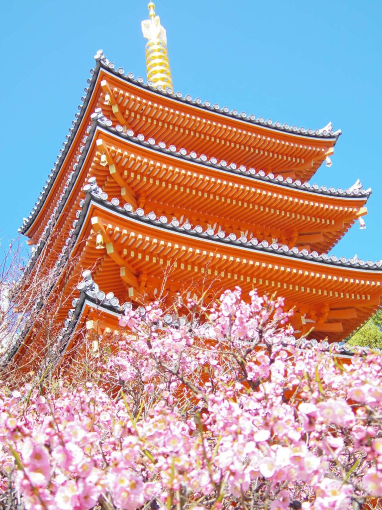 Tochoji pagoda Cherry Blossom