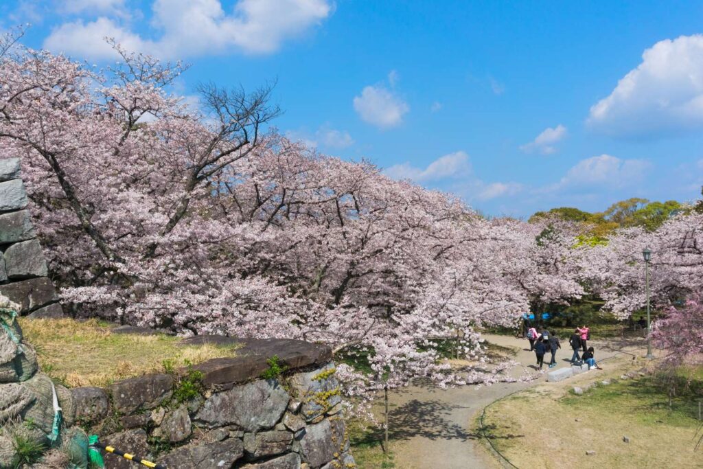 Fukuoka Castle cherry blossoms