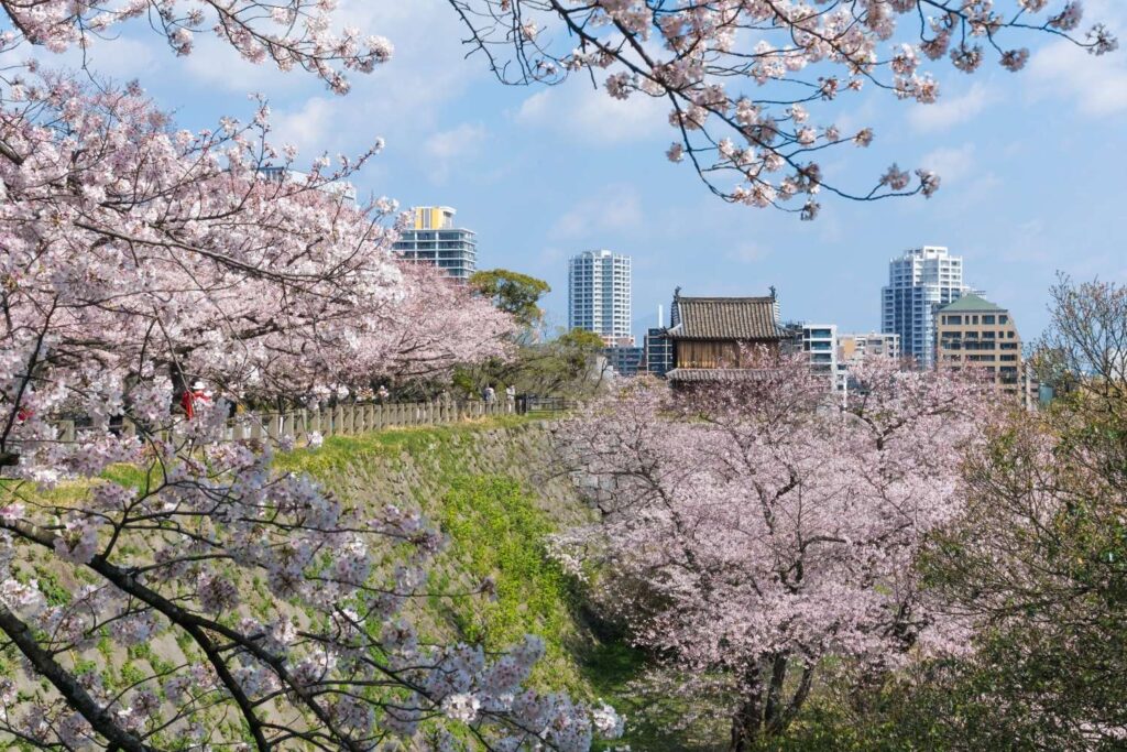 Fukuoka Castle cherry blossoms 2