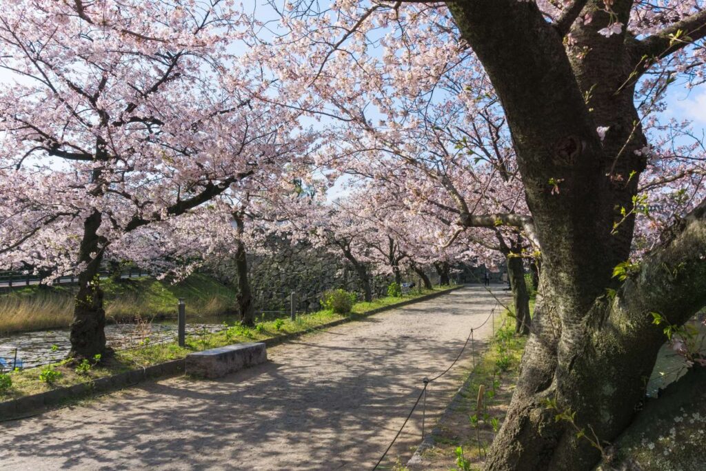 Fukuoka Castle cherry blossoms 3