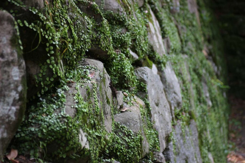 Fukuoka Castle Walls