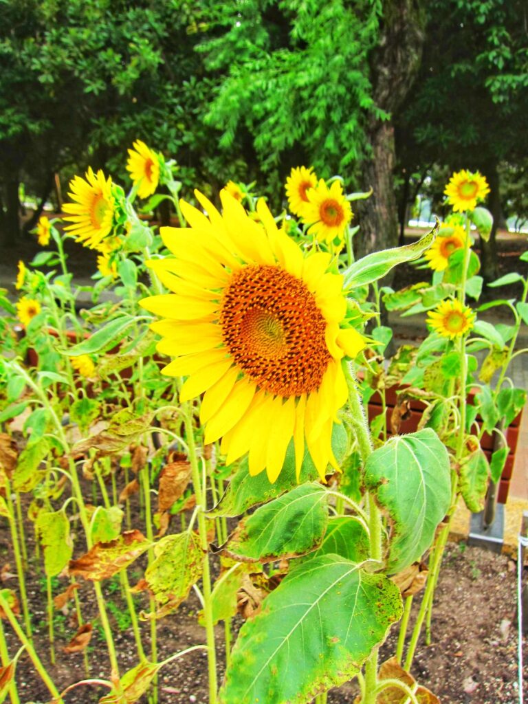 Ohori Park sunflower 2