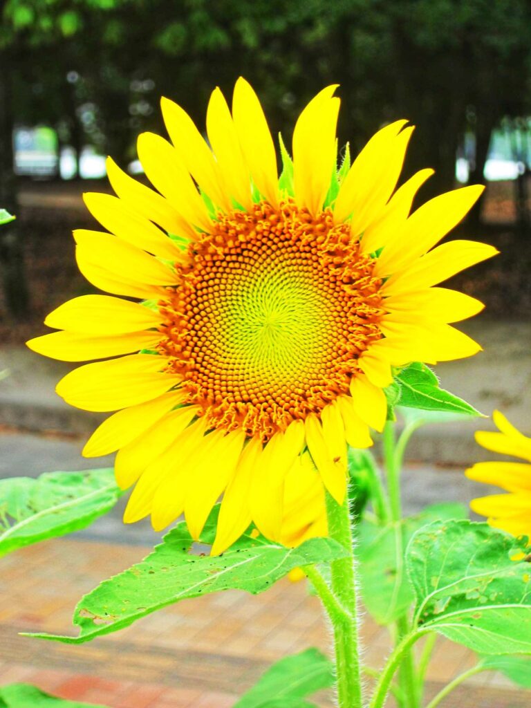 Ohori Park sunflower