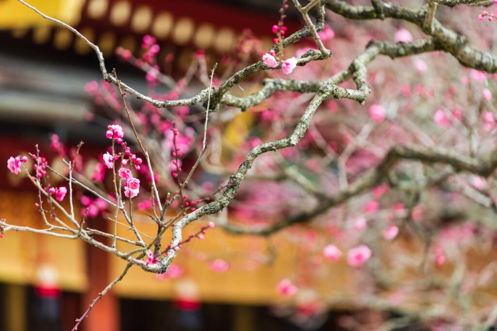 Dazaifu Tenmangu plum trees