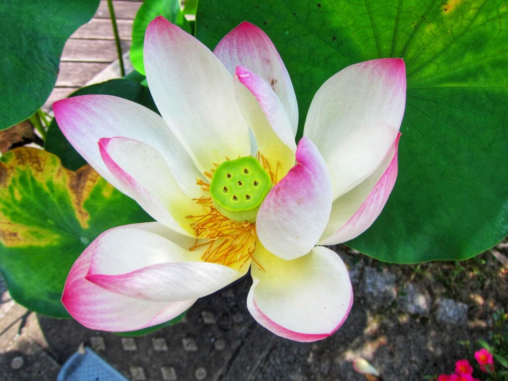 Lotus flower near the Kyushu National Museum 3