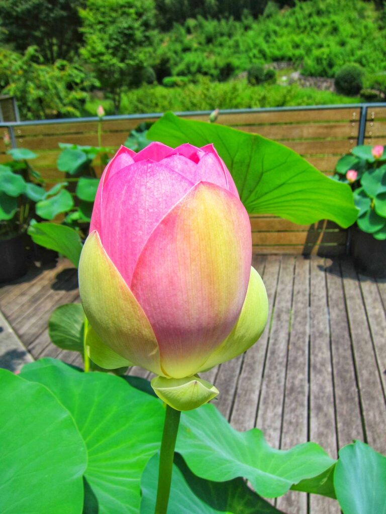 Lotus flower near the Kyushu National Museum