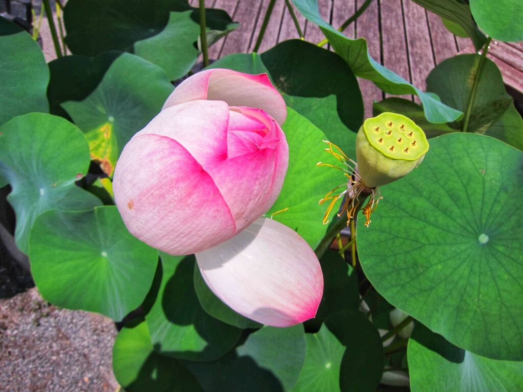 Lotus flower near the Kyushu National Museum 2