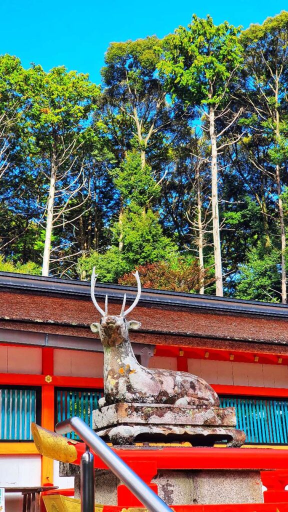 Oharano shrine buck