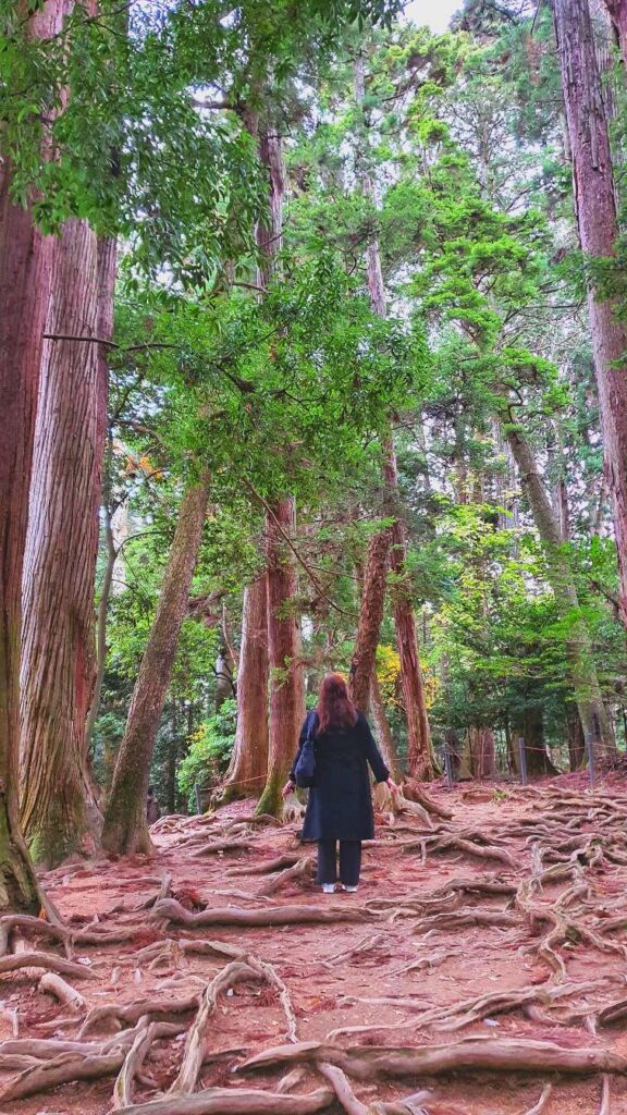Ki-no-ne Michi forest