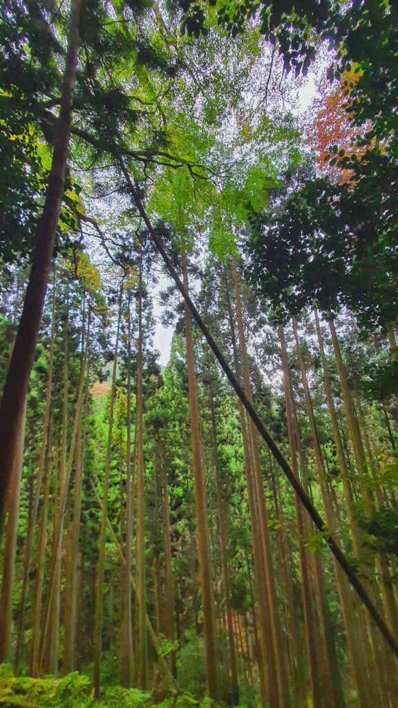 Lush trees Kurama