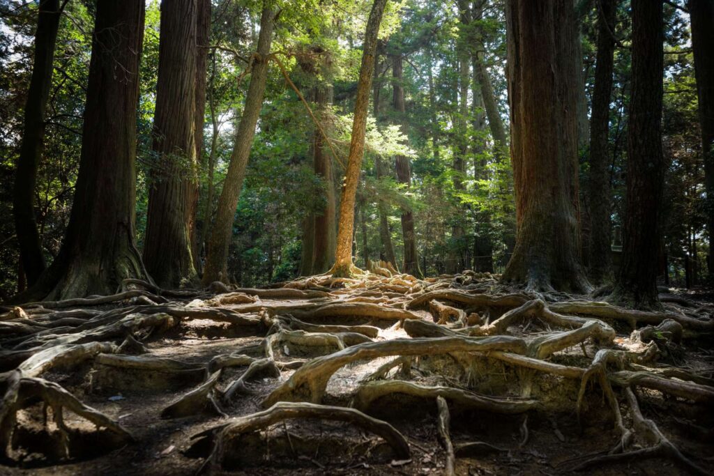 Kurama to Kibune hike