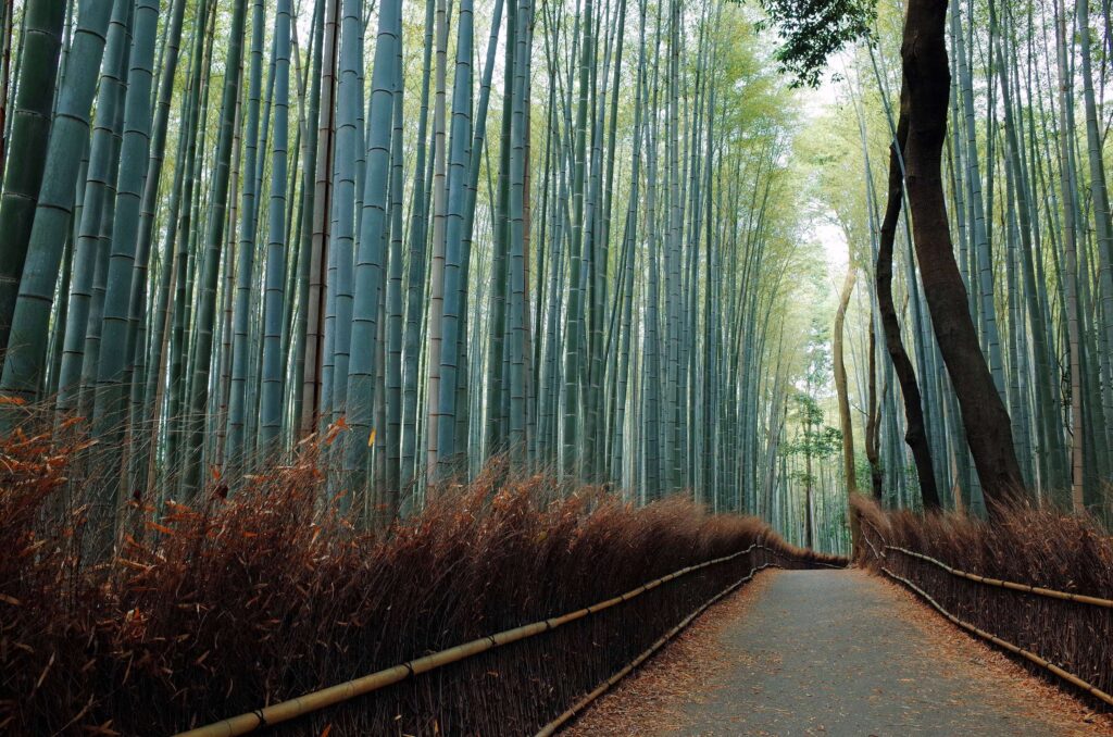 Arashiyama Kyoto Bamboo