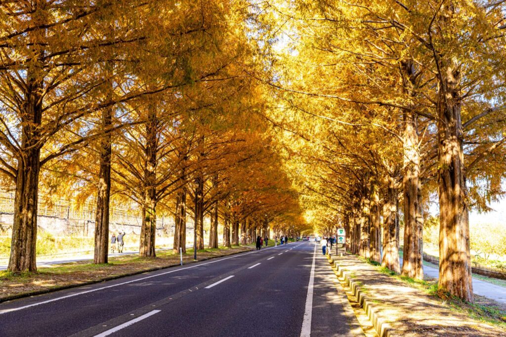 Metasequoia avenue Takashima