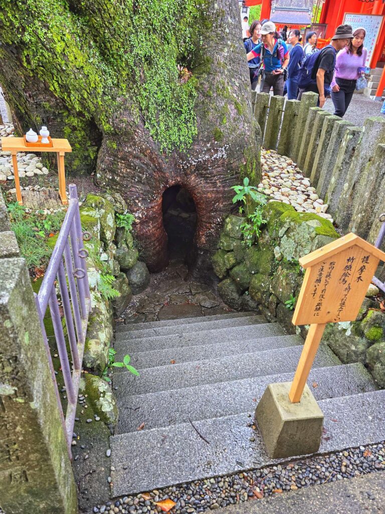 Kumano Nachi Taisha tree