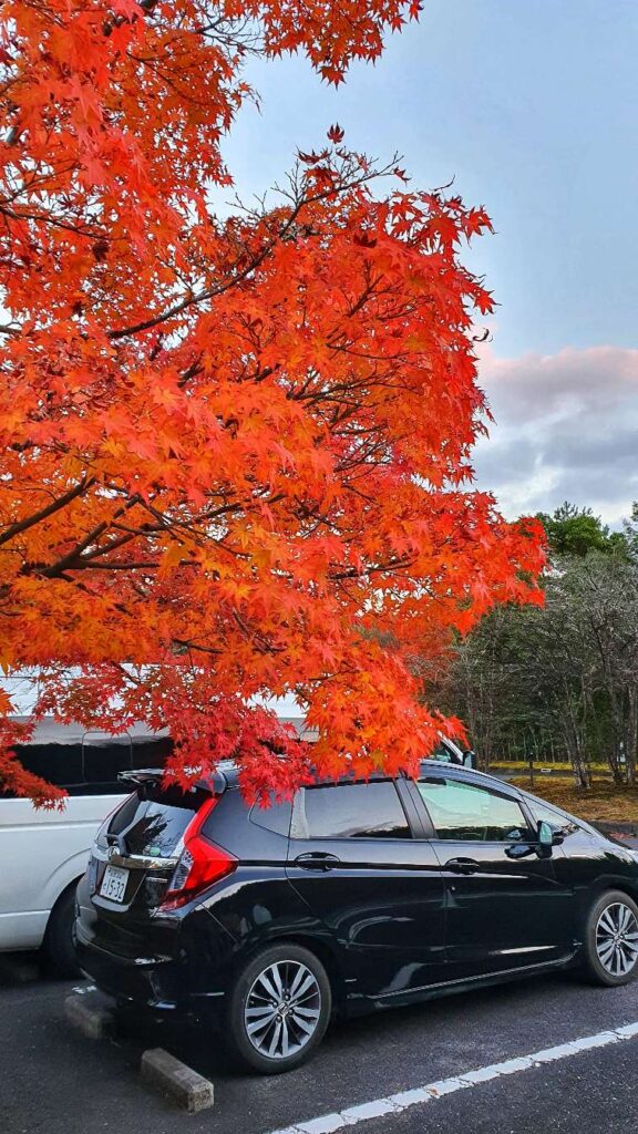 Car in autumn